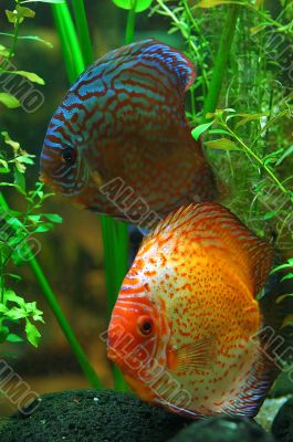 Diskus fish