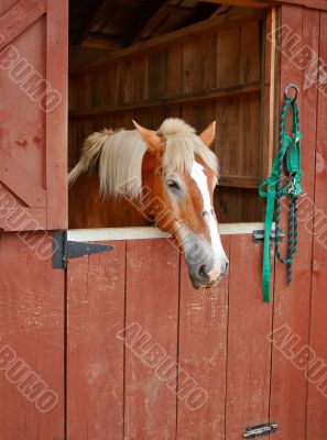 Horse in Stall