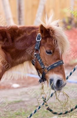 Horse Feeding