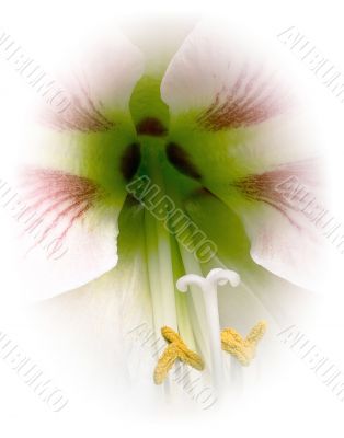 White Orchid White Orchid