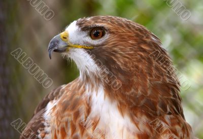 Hawk Portrait Hawk Portrait