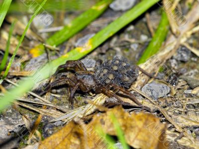 wolf spider