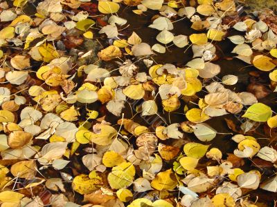 Autumn Leaves Floating on Water