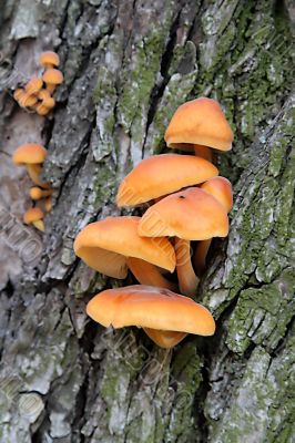 Heap of the fungi