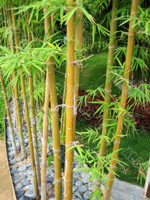 Bamboo Garden