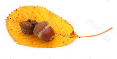 acorns and dry fall leaf