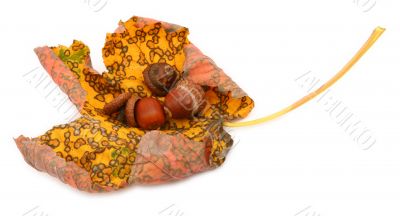 curled maple leaf with acorns