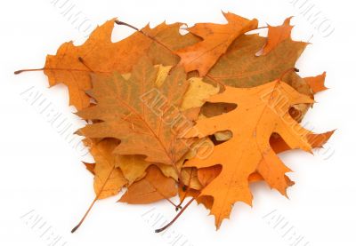 dry oak leaves