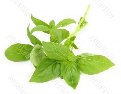 young fresh basil