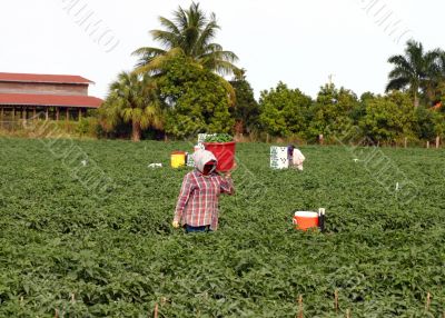 Migrant farm workers picking crops in the fields