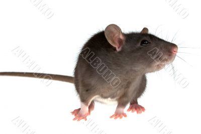 rat