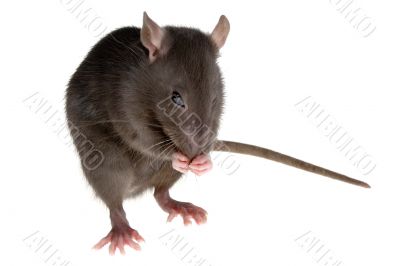 rat