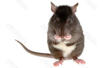 rat