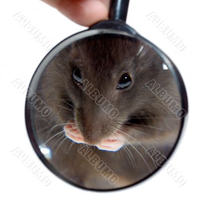 magnifying glass focused on rat`s nose