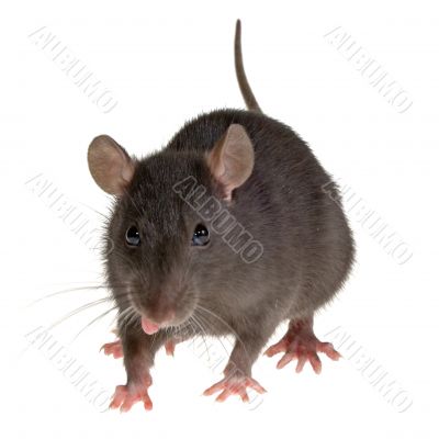 rat`s tongue