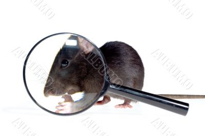 magnifying glass focused on rat`s nose