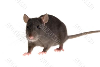 rat