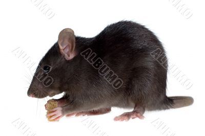 hungry rat