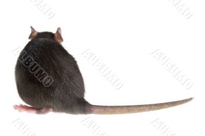 rat`s back