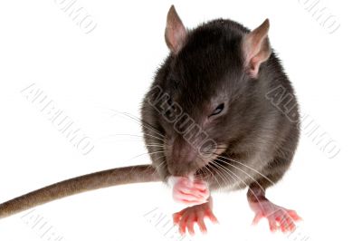 rat