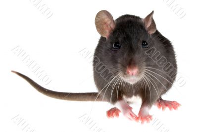 rat