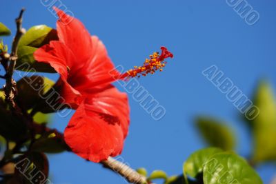 red flower