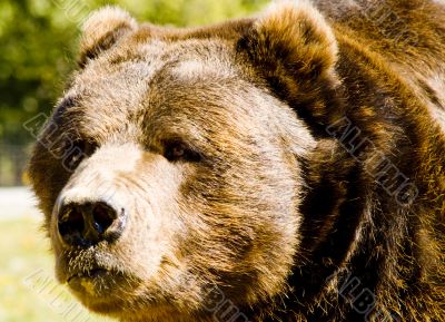 Big Bear Big Bear