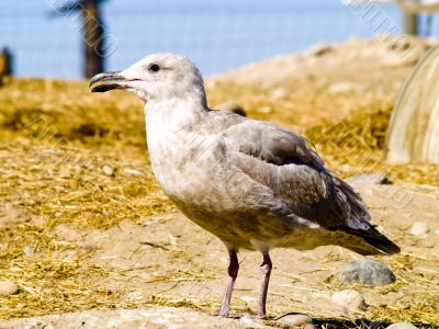 seagull