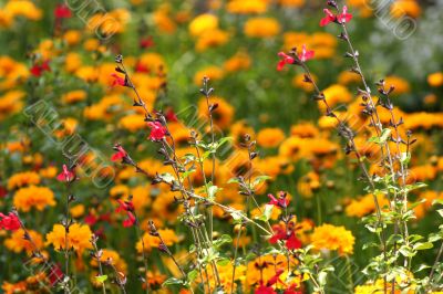 Colorful Garden