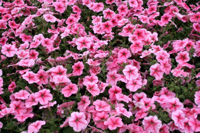 In the Pink In the Pink