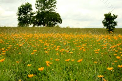 Spring Field