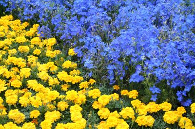 Yellow and Blue Yellow and Blue