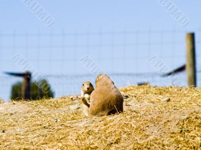 Prairie Dogs Prairie Dogs