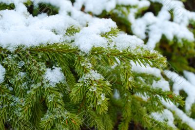 Snow on a fur-tree