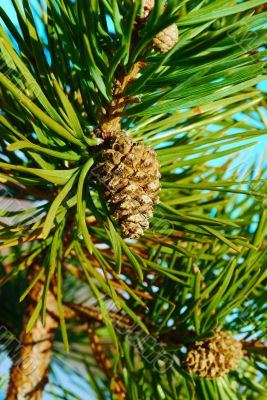 Pine cone