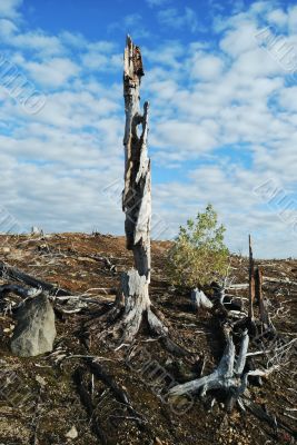 Old dead tree