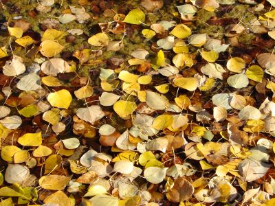 Autumn Leaves Floating on Water