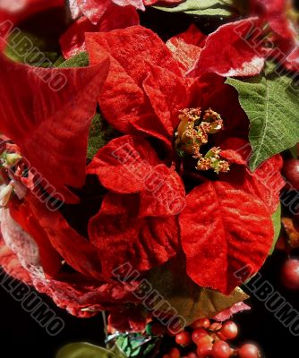 Festive Christmas Poinsettias