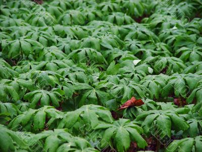 Field of plants