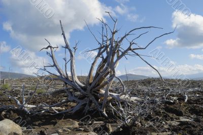 Roots of a fallen tree
