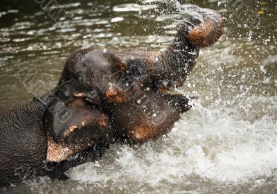 The elephant in water