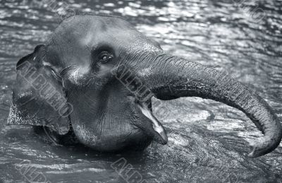 The elephant in water