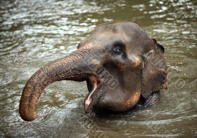 The elephant in water