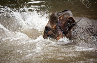 The elephant in water