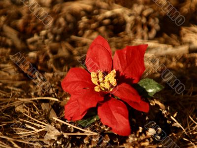 Red Poinsettia Bloom