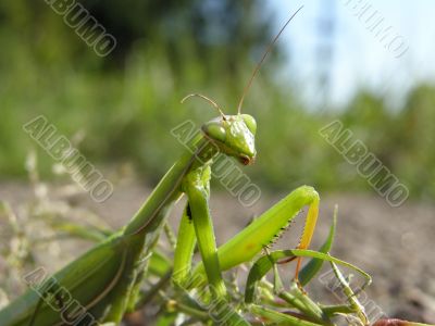 an insect is a mantes