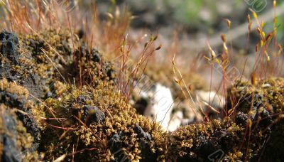 Moss on the stump