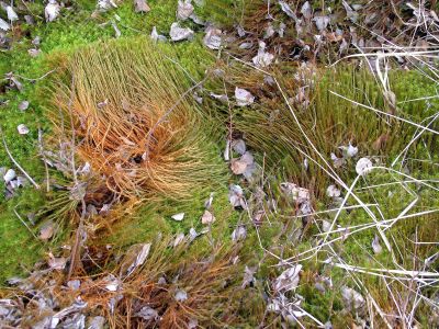 Spring moss