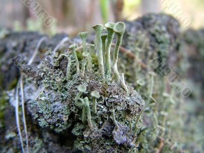 Moss on the stump Moss on the stump