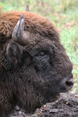 wild bison